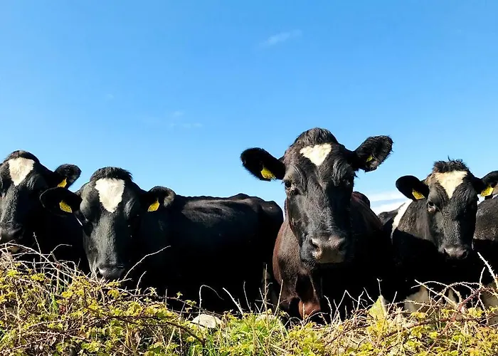 Doonbeg Holiday Cottages * Doonbeg